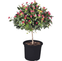 Růže 'Zepeti' kmínek cca 50 cm květináč 6 l