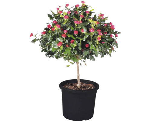 Růže 'Zepeti' kmínek cca 50 cm květináč 6 l