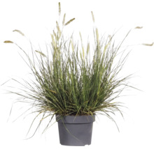 Dochan psárkovitý FloraSelf Pennisetum květináč 3 l 1 ks, různé druhy