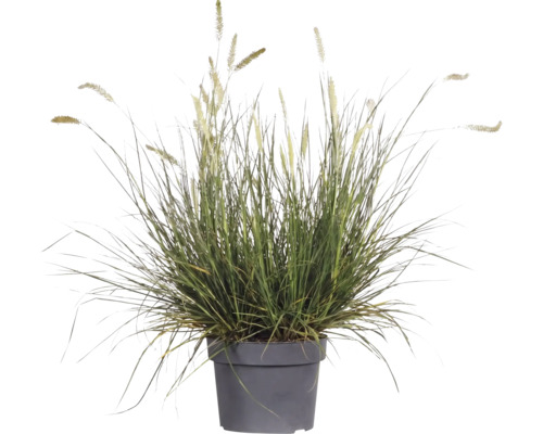 Dochan psárkovitý FloraSelf Pennisetum květináč 3 l 1 ks, různé druhy