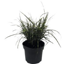 Ozdobnice čínská zakrslá FloraSelf Miscanthus sinensis 'Strictus Dwarf' 10-100 cm květináč 6 l