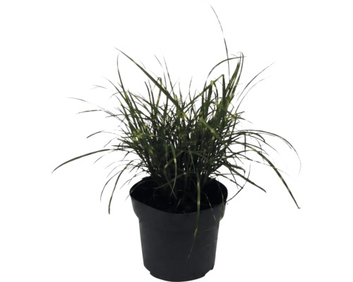 Ozdobnice čínská zakrslá FloraSelf Miscanthus sinensis 'Strictus Dwarf' 10-100 cm květináč 6 l