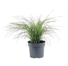 Ozdobnice čínská zakrslá FloraSelf Miscanthus sinensis ‚Cute One‘ 10-30 cm květináč 3 l