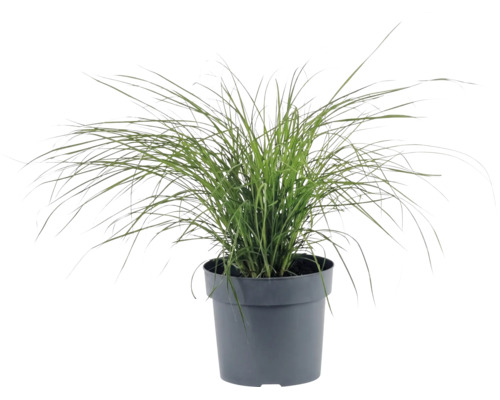 Ozdobnice čínská zakrslá FloraSelf Miscanthus sinensis ‚Cute One‘ 10-30 cm květináč 3 l
