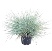 Kostřava popelavá FloraSelf Festuca glauca 'Cool As Ice' 5-15 cm květináč Ø 14 cm