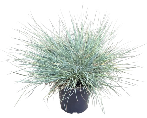 Kostřava popelavá FloraSelf Festuca glauca 'Cool As Ice' 5-15 cm květináč Ø 14 cm