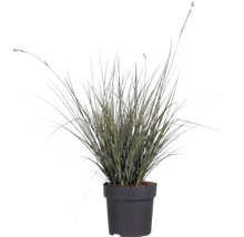 Okrasná tráva mix FloraSelf květináč 6 l 1 ks, různé druhy