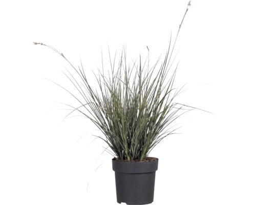 Okrasná tráva mix FloraSelf květináč 6 l 1 ks, různé druhy