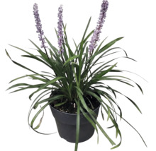 Podzimní modřenec FloraSelf Liriope muscari 'Moneymaker' květináč 2 l