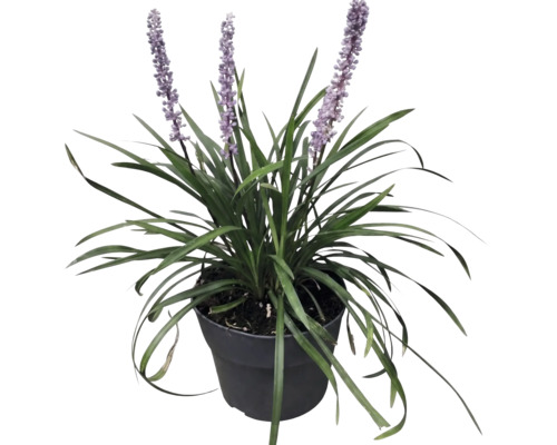 Podzimní modřenec FloraSelf Liriope muscari 'Moneymaker' květináč 2 l
