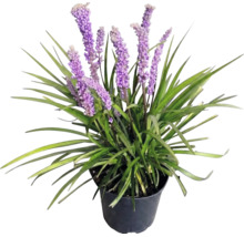 Podzimní modřenec FloraSelf Liriope muscari 'Moneymaker' květináč 2 l