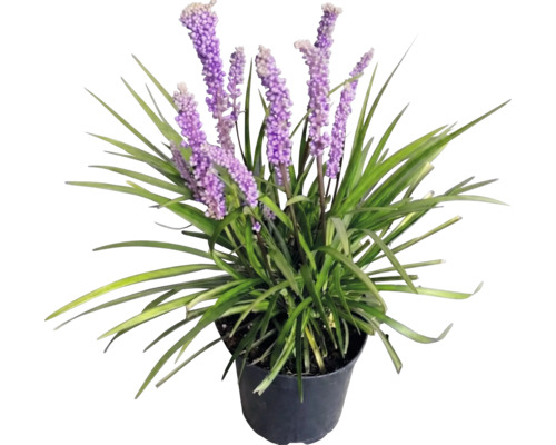Podzimní modřenec FloraSelf Liriope muscari 'Moneymaker' květináč 2 l