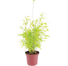 Bambus kulovitý Fargesia nitida Volcano výška 30-40 cm květináč 2 l
