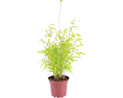 Bambus kulovitý Fargesia nitida Volcano výška 30-40 cm květináč 2 l