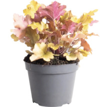 Dlužicha Heuchera 'Indian Summer Orange' výška 5-20 cm květináč 1,5 l