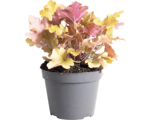 Dlužicha Heuchera 'Indian Summer Orange' výška 5-20 cm květináč 1,5 l