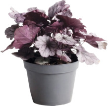 Dlužicha Heuchera 'Indian Summer Silver' výška 5-20 cm květináč 1,5 l