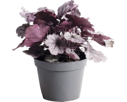 Dlužicha Heuchera 'Indian Summer Silver' výška 5-20 cm květináč 1,5 l