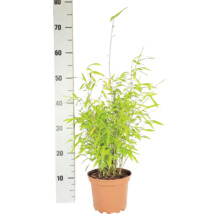Bambus kulovitý Fargesia nitida Volcano výška 30-40 cm květináč 2 l