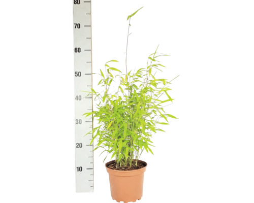 Bambus kulovitý Fargesia nitida Volcano výška 30-40 cm květináč 2 l