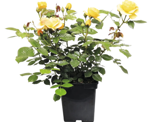 Růže záhonová FloraSelf Rosa 'Absolutely Fabulous' květináč 5 l plnokvětá
