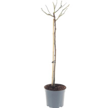Růže na kmínku 90 cm FloraSelf Rosa 'Hansestadt Rostock' květináč 6,5 l