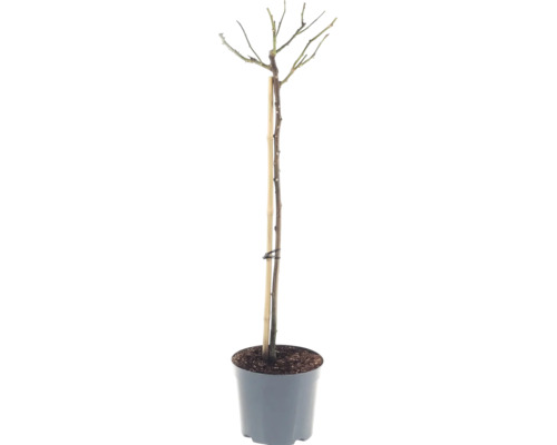 Růže na kmínku 90 cm FloraSelf Rosa 'Hansestadt Rostock' květináč 6,5 l