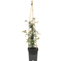 Růže popínavá FloraSelf Rosa 'Grand Award' květináč 5 l