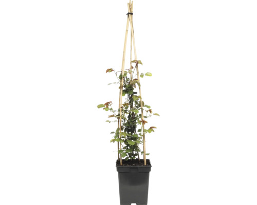 Růže popínavá FloraSelf Rosa 'Grand Award' květináč 5 l