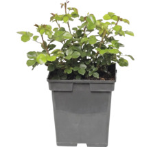Růže záhonová FloraSelf Rosa 'Bailando' květináč 5 l