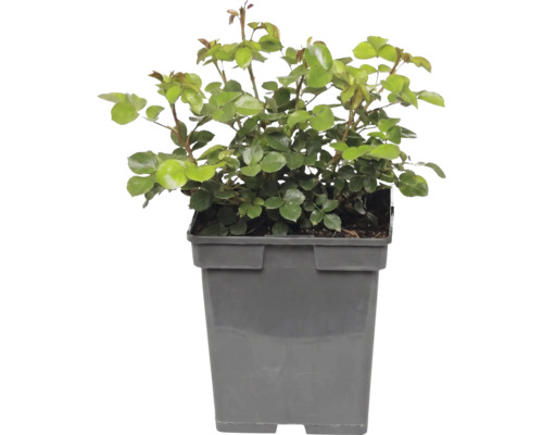 Růže záhonová FloraSelf Rosa 'Bailando' květináč 5 l