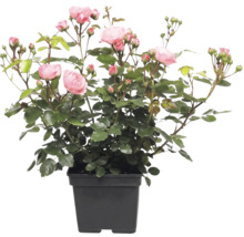 Růže záhonová FloraSelf Rosa 'Bailando' květináč 5 l