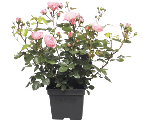 Růže záhonová FloraSelf Rosa 'Bailando' květináč 5 l