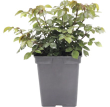 Růže záhonová FloraSelf Rosa 'Garden of Roses' květináč 5 l