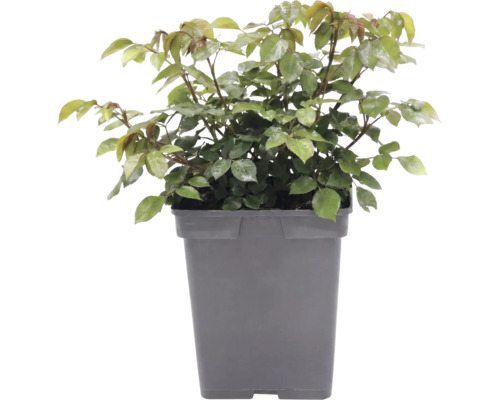 Růže záhonová FloraSelf Rosa 'Garden of Roses' květináč 5 l