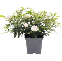 Růže popínavá FloraSelf Rosa 'Grand Award' květináč 5 l
