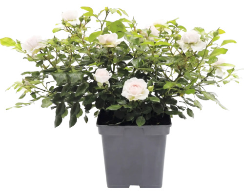 Růže popínavá FloraSelf Rosa 'Grand Award' květináč 5 l