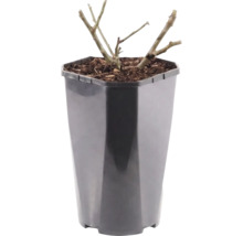 Růže záhonová FloraSelf Rosa x hybrid 'Alabaster' květináč 3 l plnokvětá