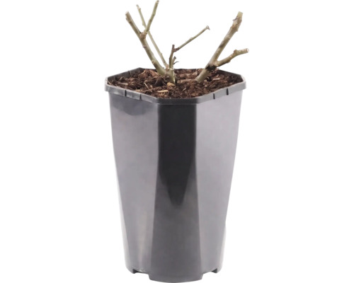 Růže záhonová FloraSelf Rosa x hybrid 'Alabaster' květináč 3 l plnokvětá