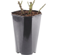 Růže FloraSelf Rosa 'Störtebeker' květináč 3 l plnokvětá