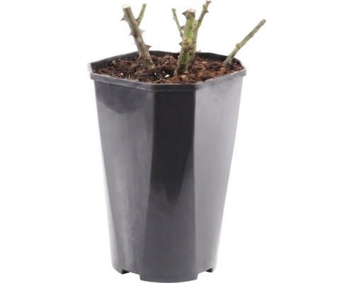 Růže FloraSelf Rosa 'Störtebeker' květináč 3 l plnokvětá