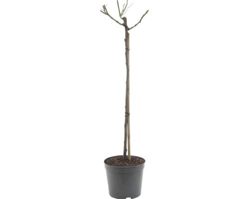 Stromková růže v květináči s bambusovou tyčkou pro stabilitu.