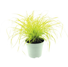 Ostřice Carex elata Aurea v bílém květináči