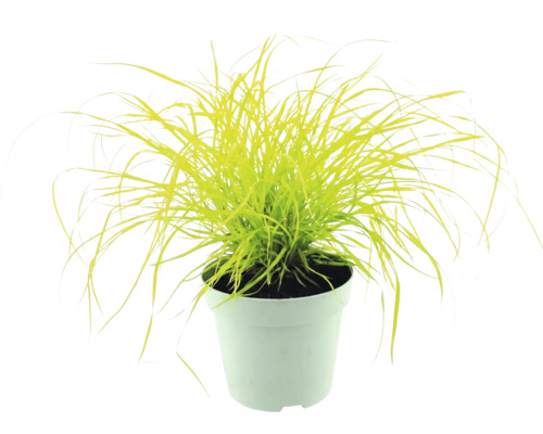 Ostřice Carex elata Aurea v bílém květináči