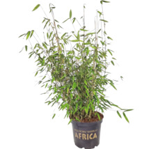 Bambus Fargesia murielae Africa v květináči.