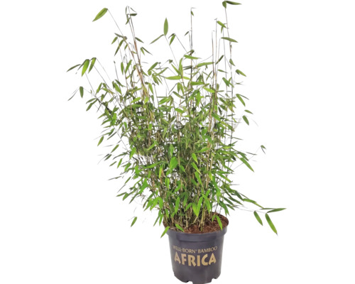 Bambus Fargesia murielae Africa v květináči.