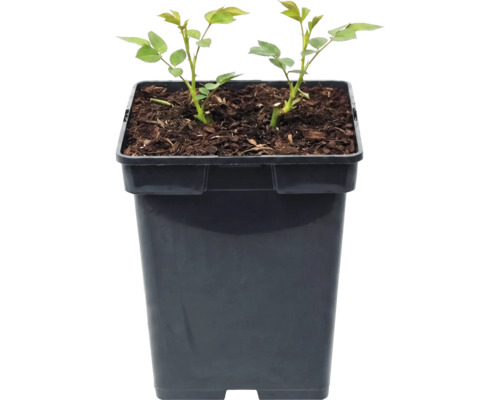 Růže FloraSelf Rosa 'Störtebeker' květináč 5 l plnokvětá