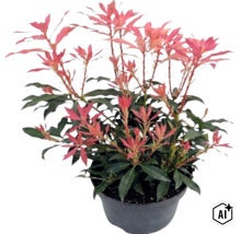 Pieris japonská Pieris japonica s načervenalými výhonky v černém květináči. (Image AI modified or generated)
