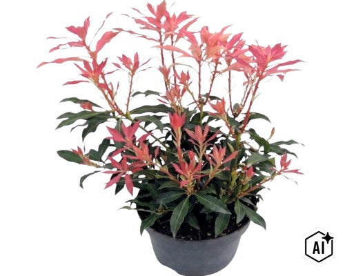 Pieris japonská Pieris japonica s načervenalými výhonky v černém květináči. (Image AI modified or generated)