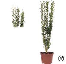 Ilex crenata Fastigiata, cesmína vroubkovaná, vzpřímeně rostoucí keř v květináči s malými zelenými listy. (Image AI modified or generated)